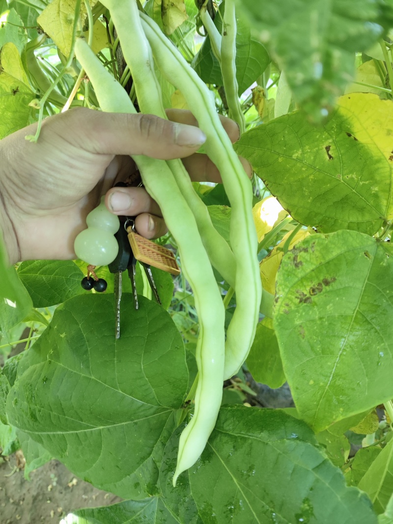 白优衣豆角大量上市