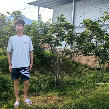 大量优质梨子树供应（苹果梨、翠冠梨、翠玉梨、金秋梨）