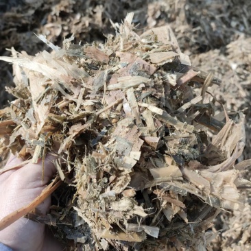 优质黄储黄贮，牛羊草料饲料，货源充足支持视频，品质保证！