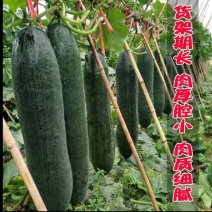 产地黑皮冬瓜即将开始欢迎新老客户致电