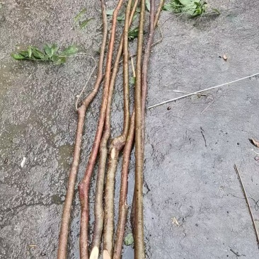 杂木条，规则2~3cm，长度1m5~2m。