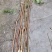 杂木条，规则2~3cm，长度1m5~2m。