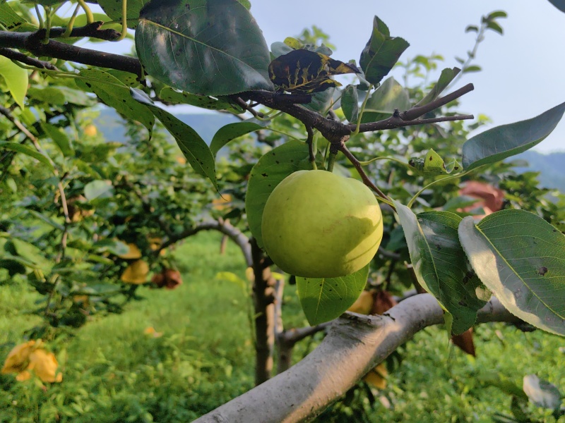 大量优质梨子树供应（苹果梨、翠冠梨、翠玉梨、金秋梨）
