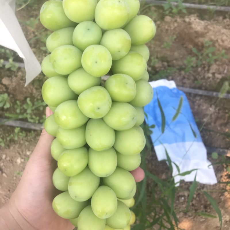 阳光玫瑰