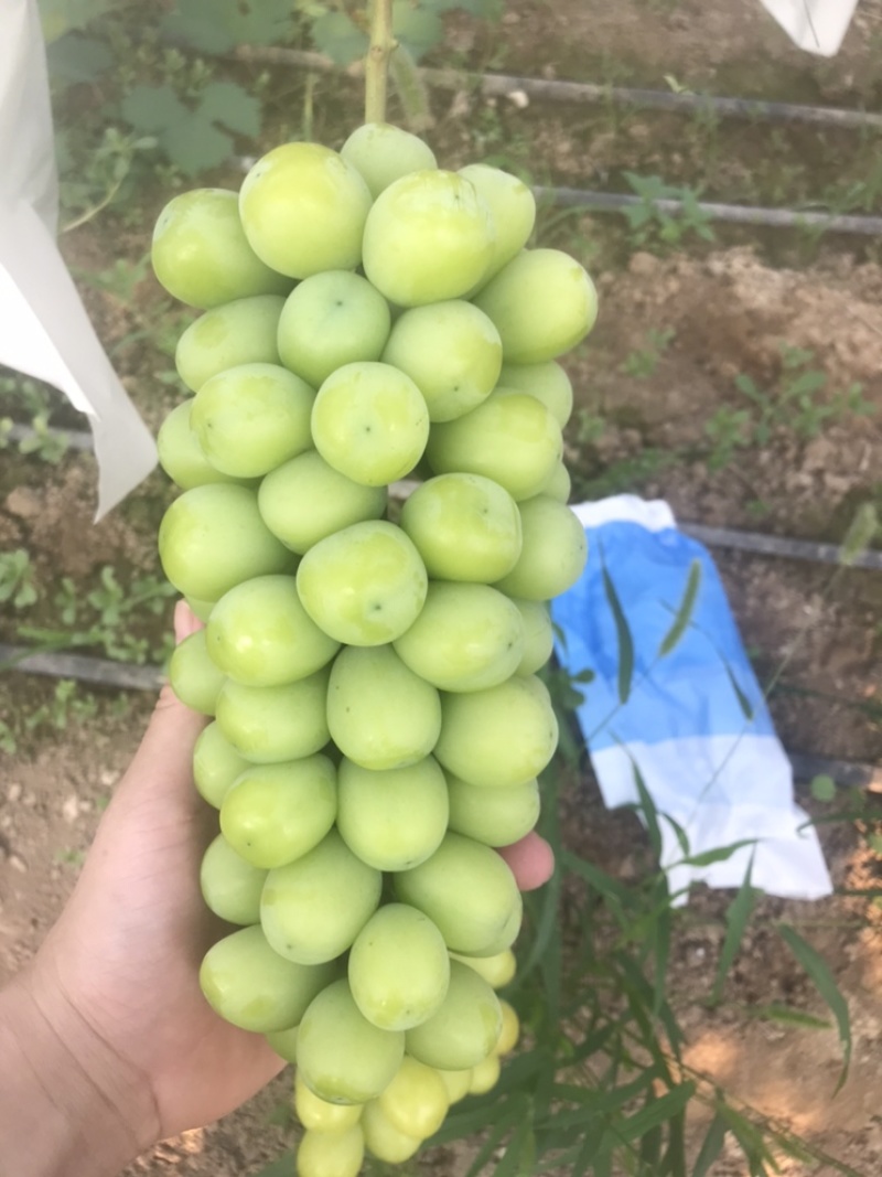 阳光玫瑰