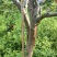 大量优质梨子树供应（苹果梨、翠冠梨、翠玉梨、金秋梨）