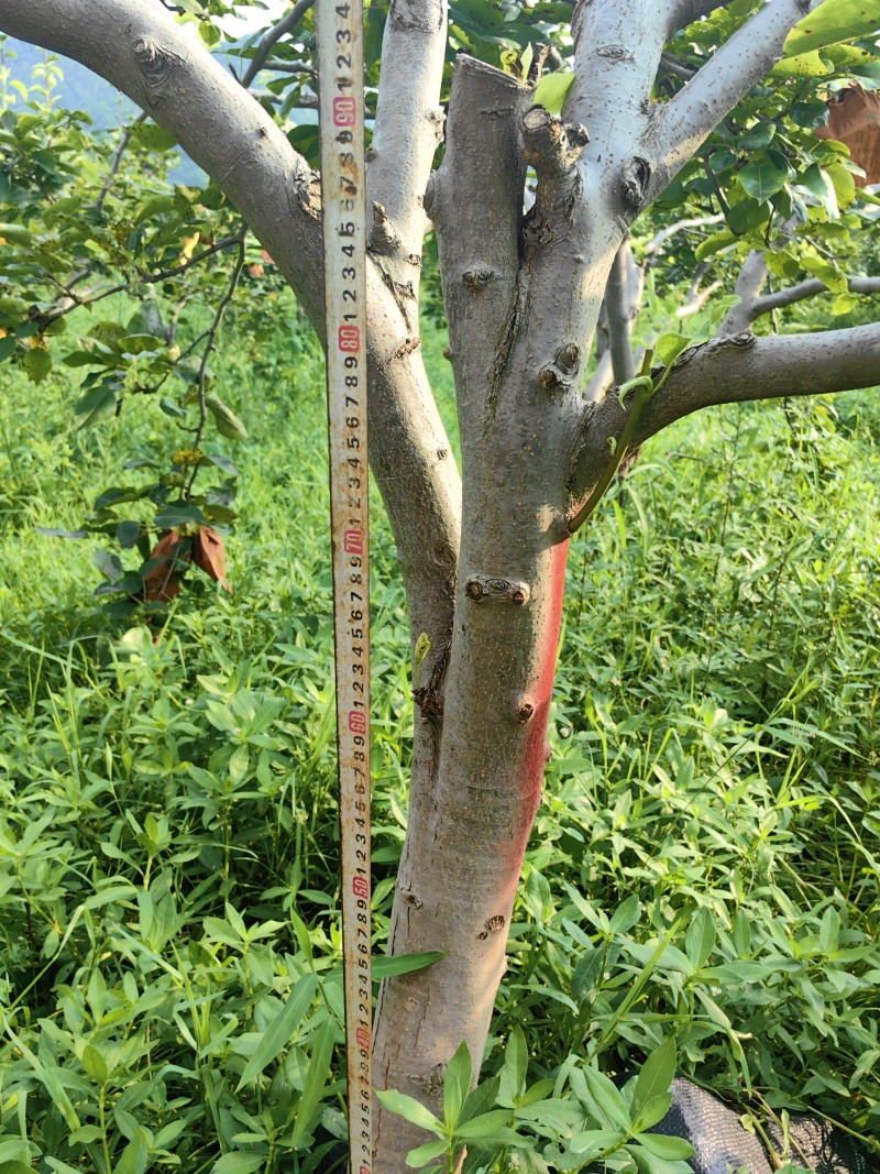 大量优质梨子树供应（苹果梨、翠冠梨、翠玉梨、金秋梨）