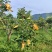 大量优质梨子树供应（苹果梨、翠冠梨、翠玉梨、金秋梨）