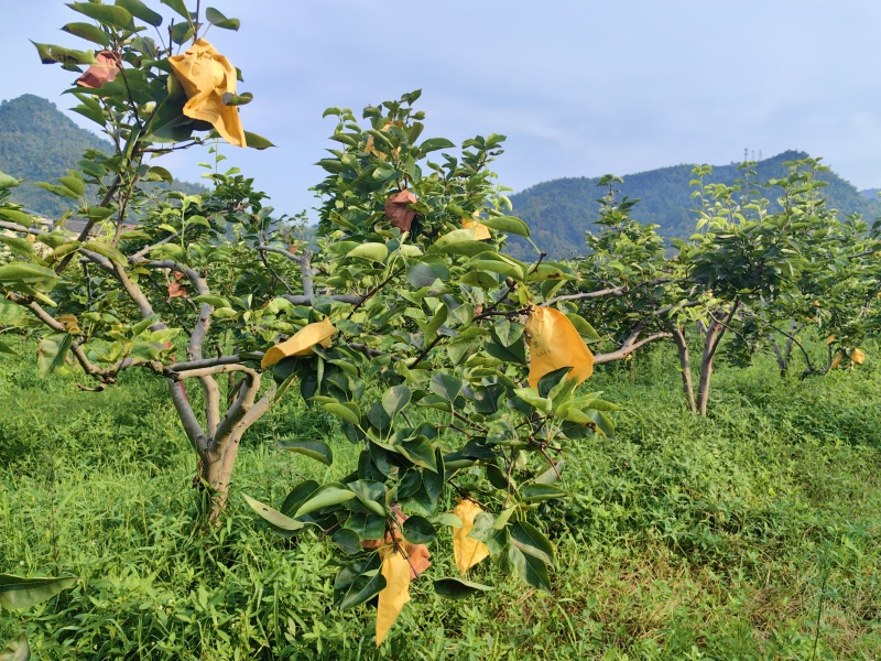 大量优质梨子树供应（苹果梨、翠冠梨、翠玉梨、金秋梨）