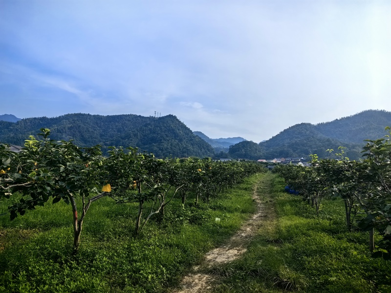 大量优质梨子树供应（苹果梨、翠冠梨、翠玉梨、金秋梨）