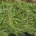 甘肃河西走廊高蛋白苜蓿草，甘肃山丹军马场高糖B型燕麦草