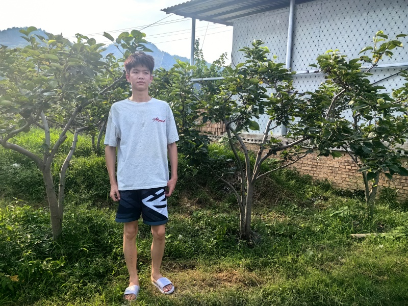大量优质梨子树供应（苹果梨、翠冠梨、翠玉梨、金秋梨）