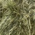 甘肃河西走廊高蛋白苜蓿草，甘肃山丹军马场高糖B型燕麦草