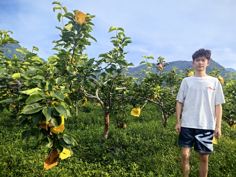 大量优质梨子树供应（苹果梨、翠冠梨、翠玉梨、金秋梨）