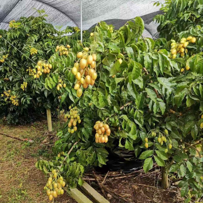广西桂林平乐鸡心黄皮，无籽黄皮，欢迎各市场商家对接，精品货