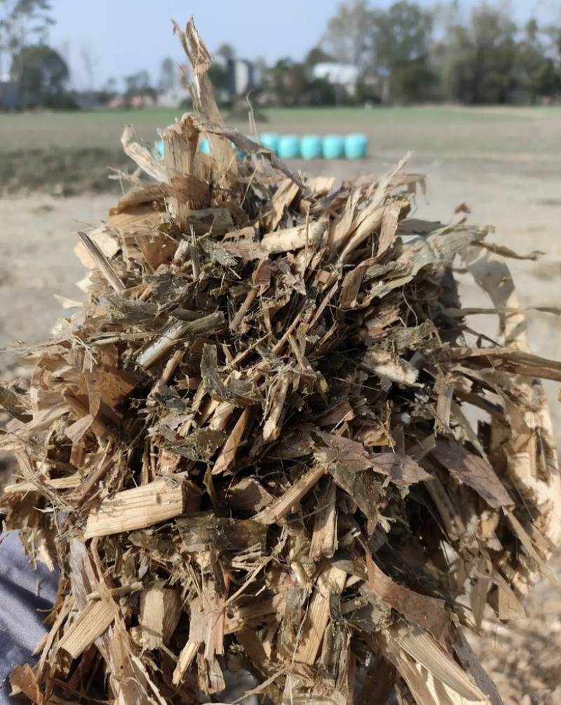 牛羊草料，黄贮黄储，2025年一次性打包黄储，品质保证！