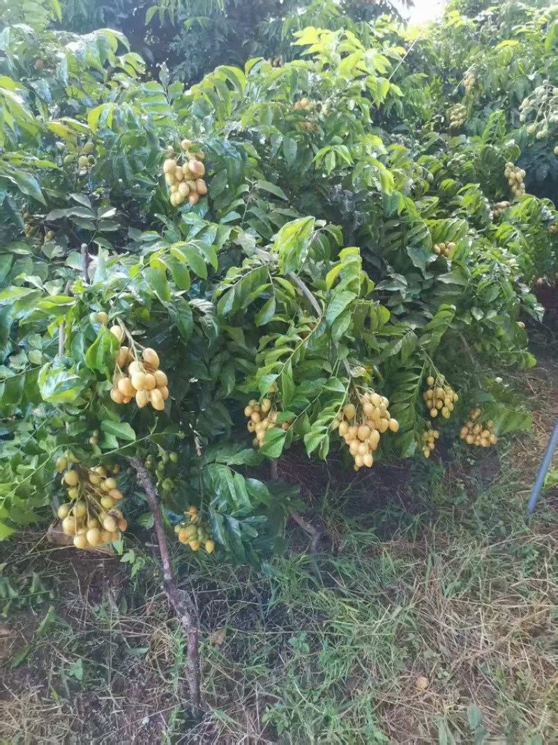 广西桂林平乐鸡心黄皮，无籽黄皮，欢迎各市场商家对接，精品货