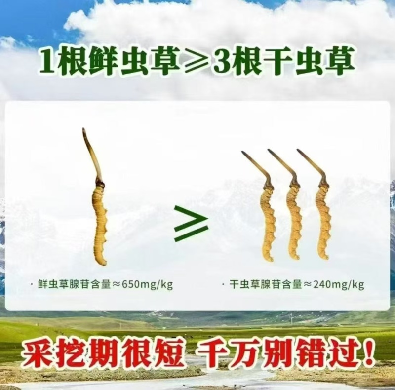 2025西藏那曲冬虫夏草，礼品装袋装散装精品虫草