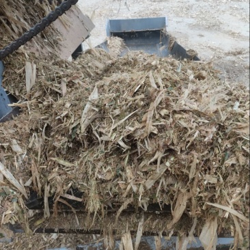 黄储青储黄贮大量有货，保证质量支持视频