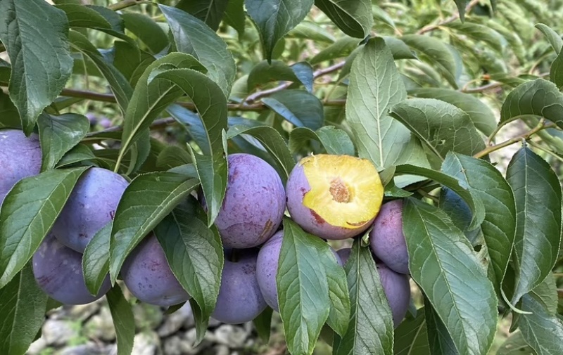 汉源小脆红李子大量供应货源充足，基地直发量大从优