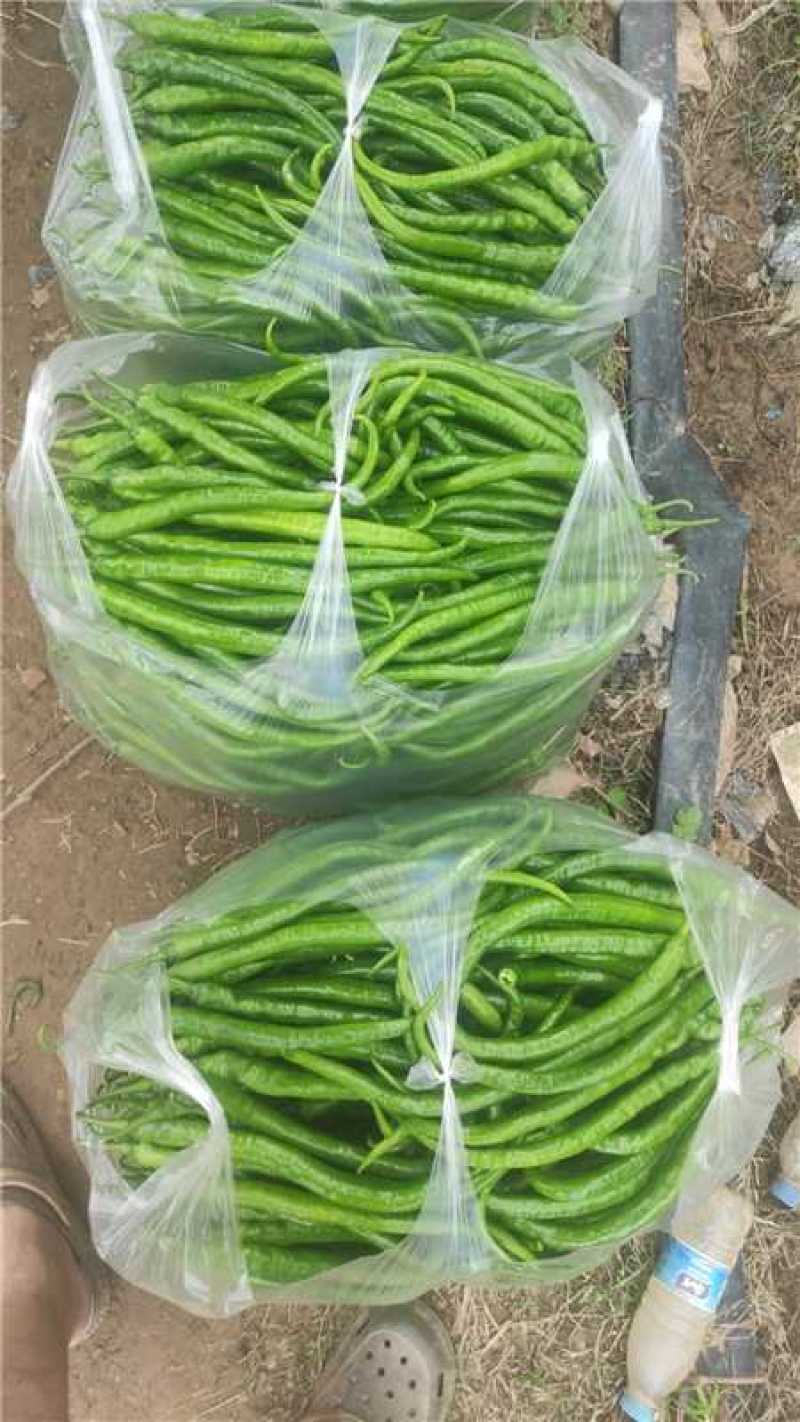 山东二荆条鲜辣椒产地货源充足青辣椒红辣椒欢迎电话联系
