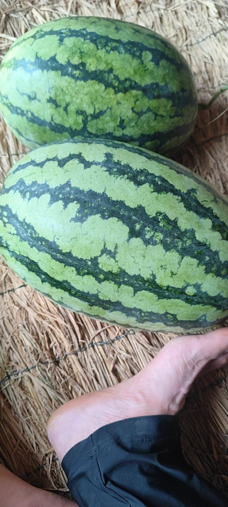 精品自生苗冠龙花长瓜，新机遇，春光62大量有货。全国发货