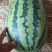 精品自生苗冠龙花长瓜，新机遇，春光62大量有货。全国发货