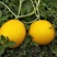 金红宝甜瓜