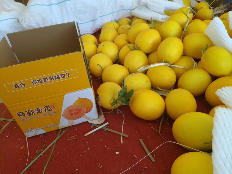 金红宝甜瓜
