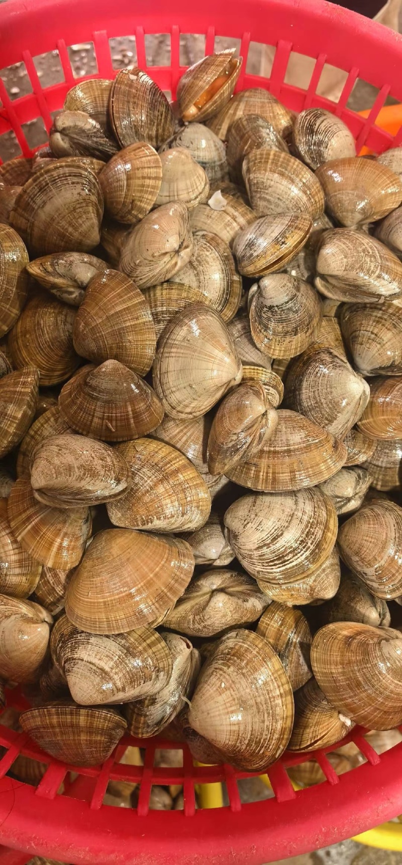 【精品】黄蚬子肉大肥美饱满无沙质量保证