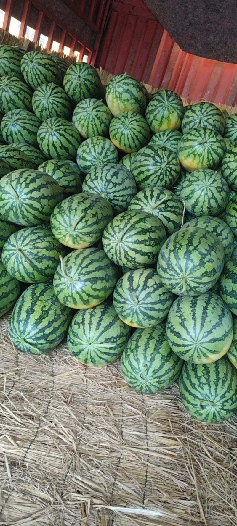 精品自生苗冠龙花长瓜，新机遇，春光62大量有货。全国发货