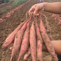 陕西渭南板栗红薯大量供应货源充足，基地直发，欢迎咨询