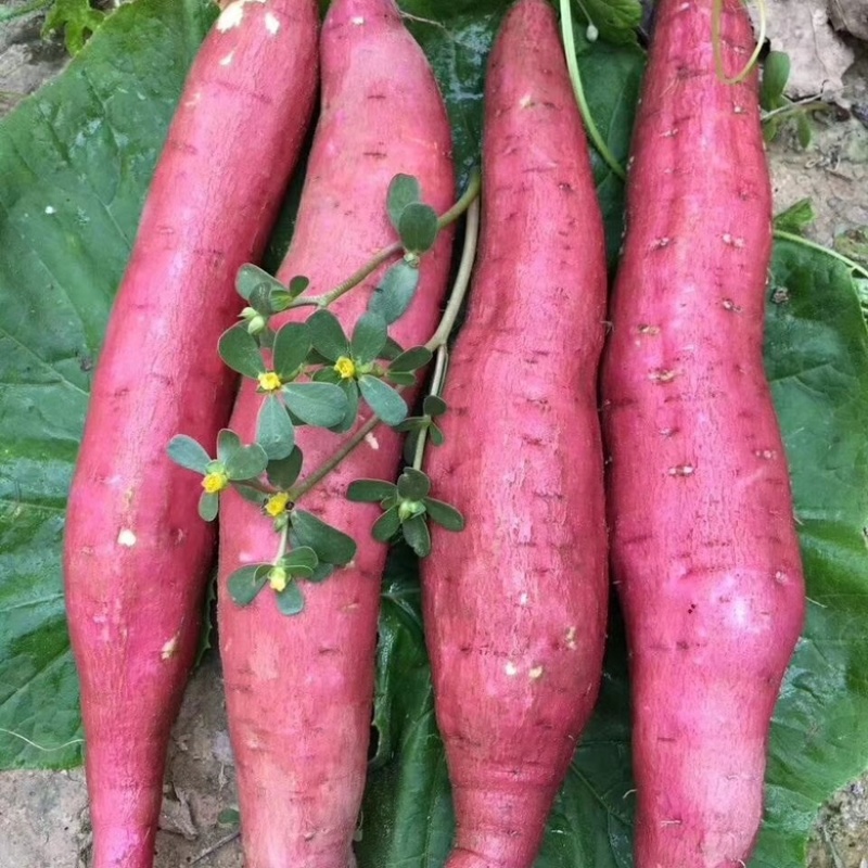 陕西渭南板栗红薯大量供应货源充足，基地直发，欢迎咨询