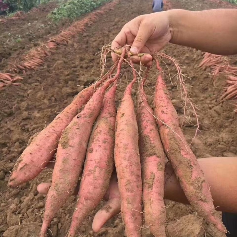 陕西渭南板栗红薯大量供应货源充足，基地直发，欢迎咨询
