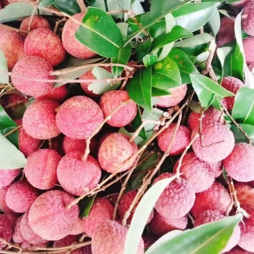 禾荔，桂味