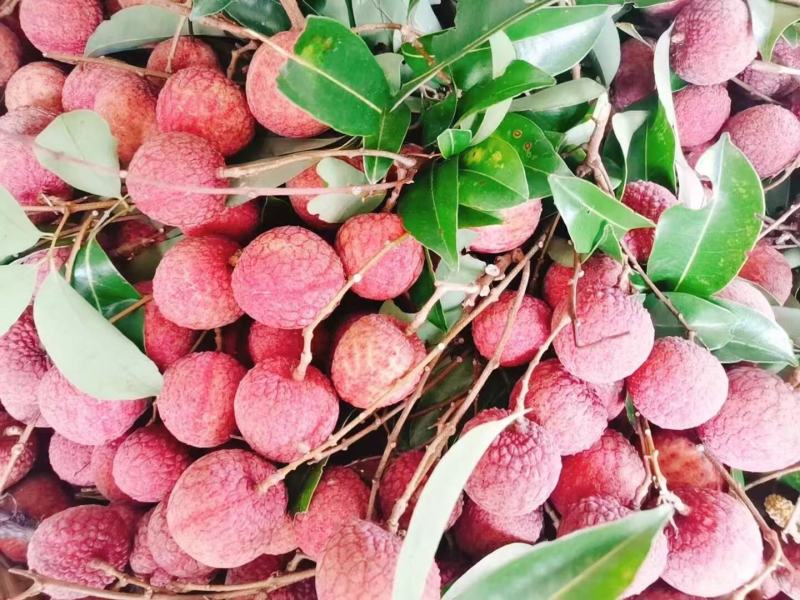 禾荔，桂味