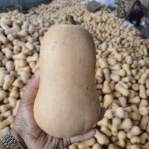 南瓜，陕西奶油南瓜大量供应现货直发量大，从优货源稳定