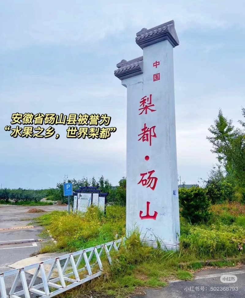 优质圆黄水晶梨产地直供脆甜多汁对接市场超市电商