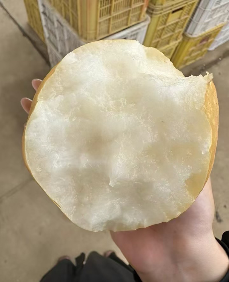 优质圆黄水晶梨产地直供脆甜多汁对接市场超市电商