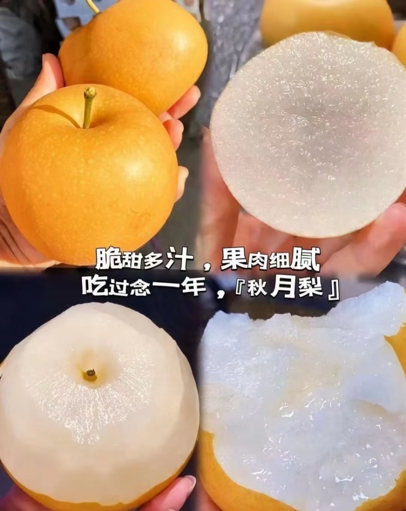 优质圆黄水晶梨产地直供脆甜多汁对接市场超市电商