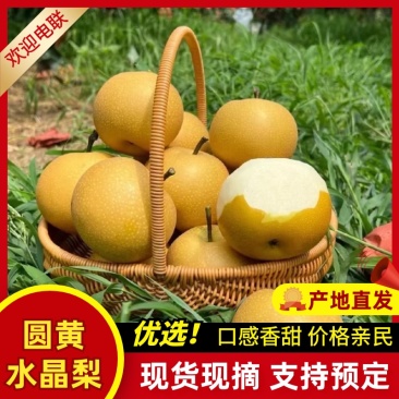优质圆黄水晶梨产地直供脆甜多汁对接市场超市电商