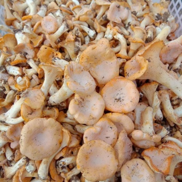 野生菌