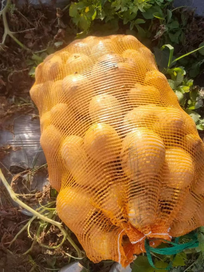 三两土豆，匀称个头，量大从优产地装车直发，长期货源充足