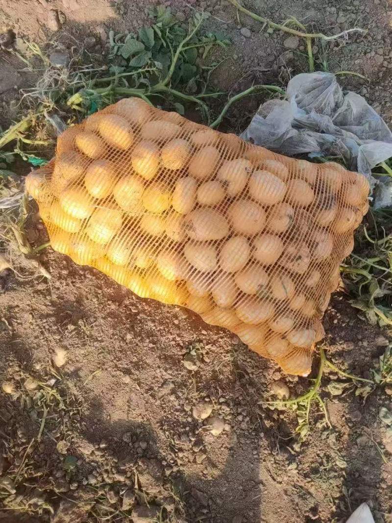 三两土豆，匀称个头，量大从优产地装车直发，长期货源充足