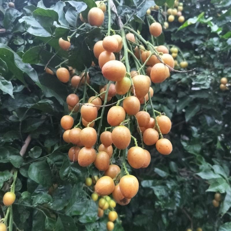 黄皮