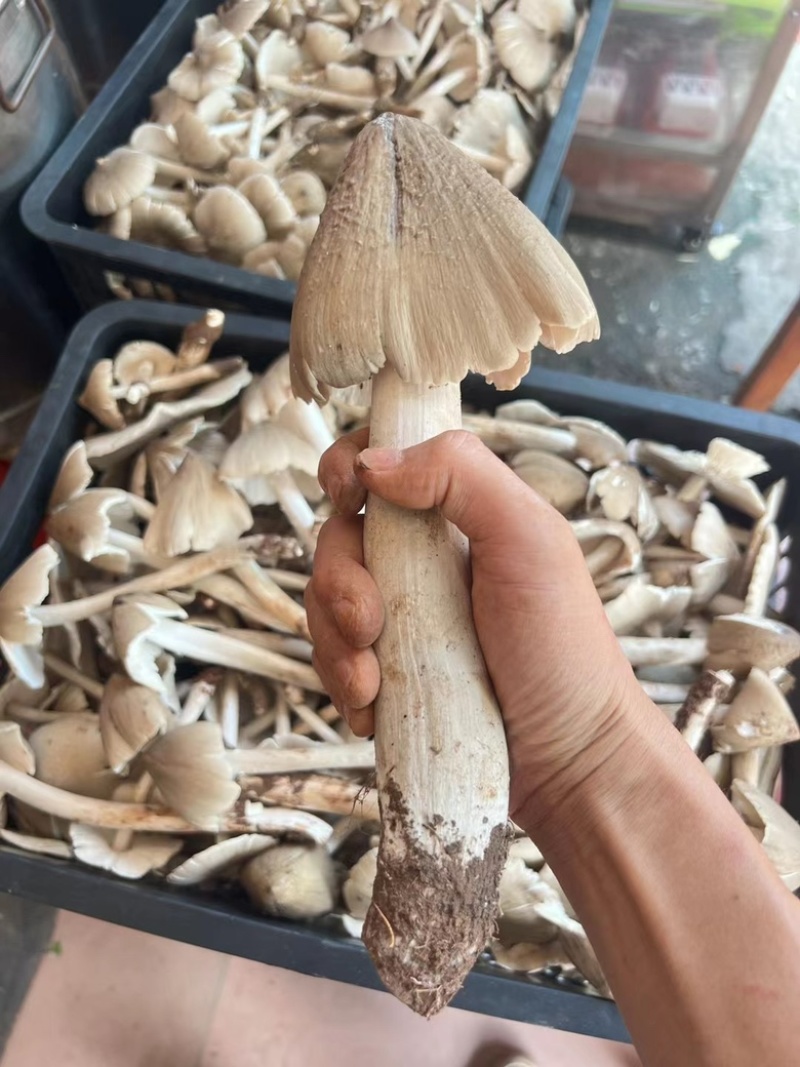 野生菌