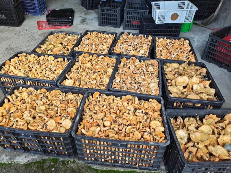 野生菌