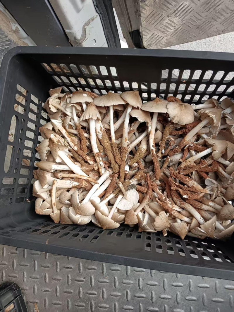 野生菌