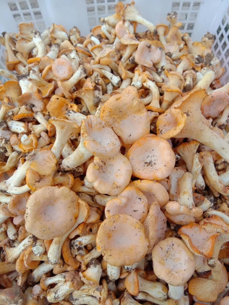 野生菌