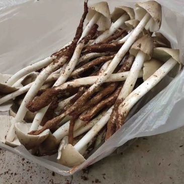 野生菌